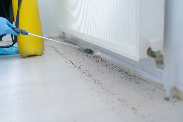 Best Emergency Pest Control  in Pomona, NY